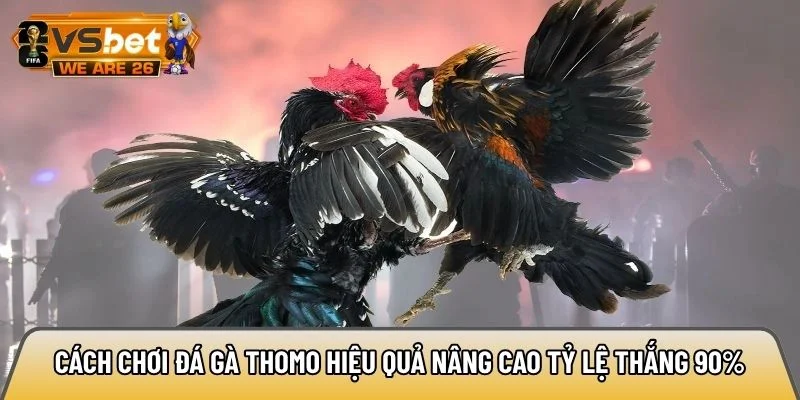 Cách chơi đá gà Thomo hiệu quả nâng cao tỷ lệ thắng 90% 2 Cách chơi đá gà Thomo